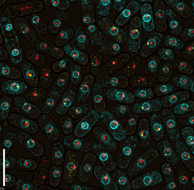 Illustration for article titled OMG These Images of the Sub-Microscopic World Are Amazing